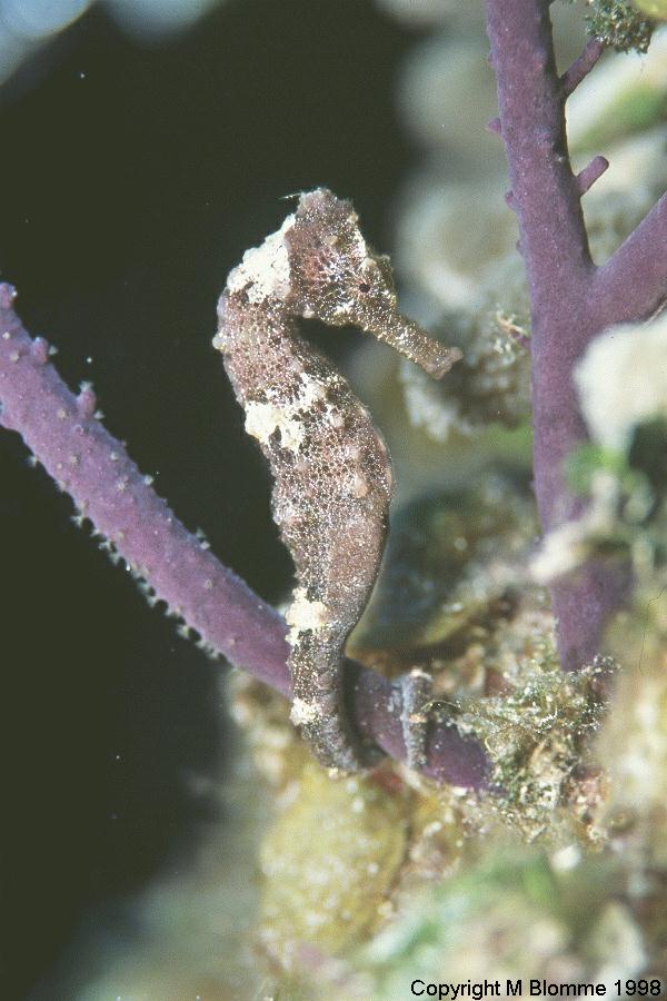 seahorse10.jpg